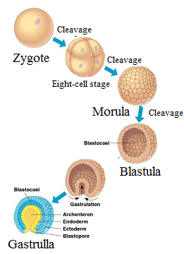 stadij morule, gastrule blastociste